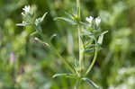 Corn gromwell